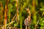 Mund Schnecke 